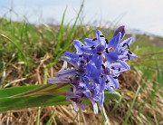 Al Rifugio Capanna 2000 ad anello: neve in scioglimento, fiori in crescita ! 30apr24- FOTOGALLERY